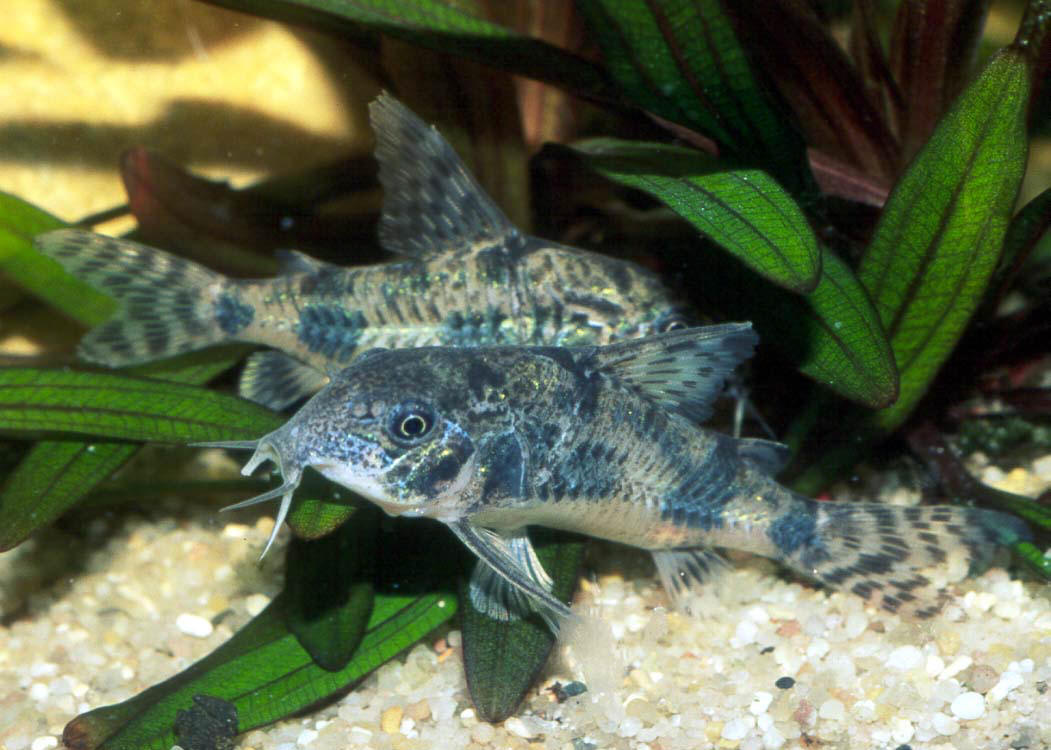 Corydoras paleatus